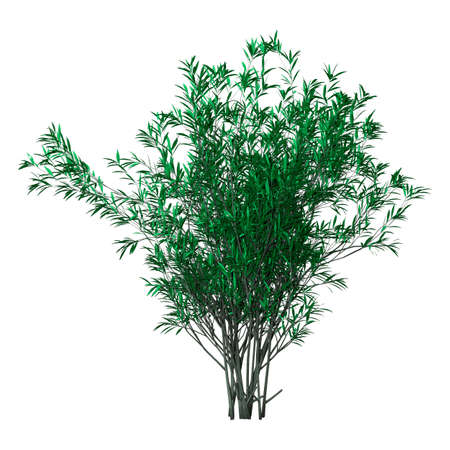 3D rendering of a green bush oleander isolated on white backgroundの写真素材