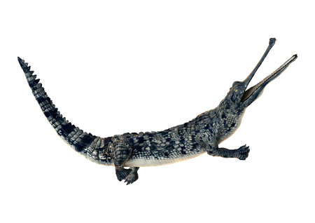 3D rendering of a gharial or Gavialis gangeticus, or gavial, or fish-eating crocodile isolated on...