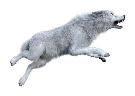 3D rendering of an arctic wolf isolated on white background