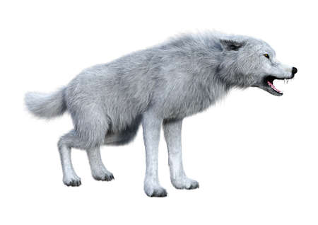 3D rendering of an arctic wolf isolated on white background