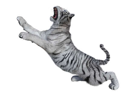 3D rendering of a white tiger isolated on white backgroundの写真素材
