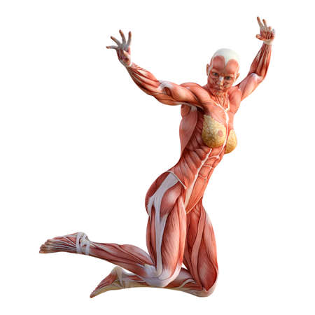3D rendering of a female figure with muscle maps isolated on white backgroundの写真素材