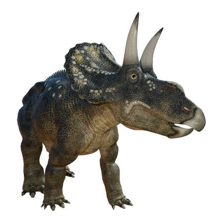 3D rendering of a dinosaur Diceratops isolated on white backgroundの写真素材