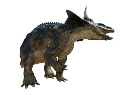 3D rendering of a dinosaur Diceratops isolated on white backgroundの写真素材
