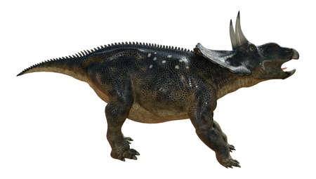 3D rendering of a dinosaur Diceratops isolated on white backgroundの写真素材