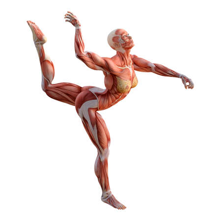 3D rendering of a female figure with muscle maps isolated on white backgroundの写真素材