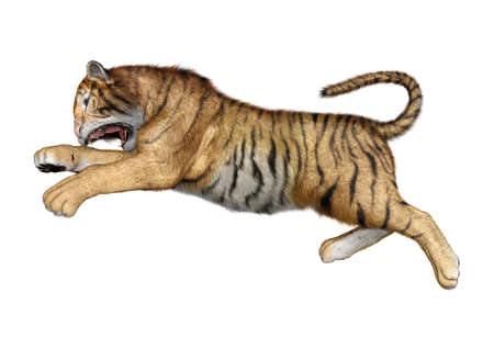 3D rendering of a big cat tiger isolated on white backgroundの写真素材