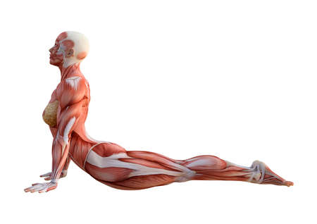 3D rendering of a female figure with muscle maps exercising yoga isolated on white backgroundの写真素材