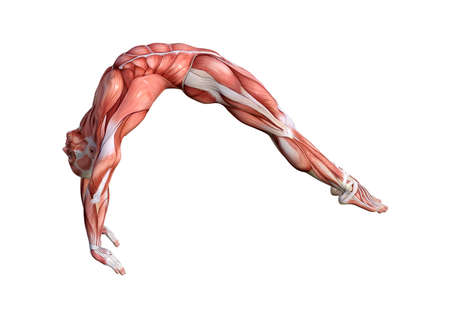 3D rendering of a male anatomy figure with muscles map exercising yoga isolated on white backgroundの写真素材