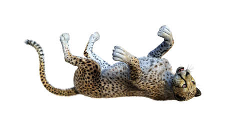 3D rendering of a big cat cheetah isolated on white backgroundの写真素材