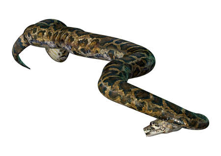3D rendering of a Burmese python or Python bivittatus, one of the largest snakes in the world