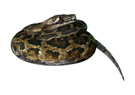 3D rendering of a Burmese python or Python bivittatus, one of the largest snakes in the world