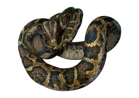 3D rendering of a Burmese python or Python bivittatus, one of the largest snakes in the world