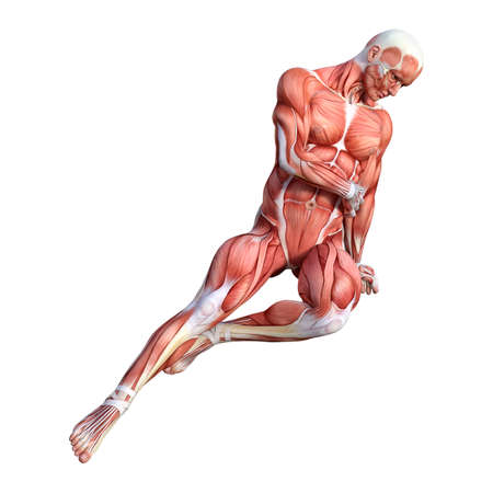 3D rendering of a male anatomy figure with muscles maps isolated on white background