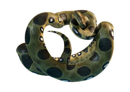 3D rendering of a green anaconda or Eunectes murinus or common anaconda or water boa isolated on...