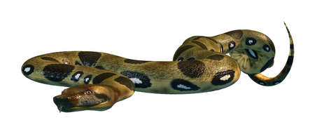 3D rendering of a Green anaconda or Eunectes murinus or common anaconda or water boa isolated on...