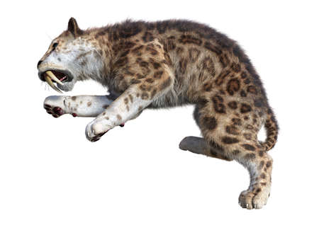 3D rendering of a sabertooth tiger isolated on white background