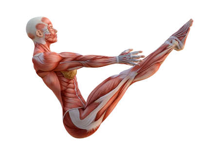 3D rendering of a female figure with muscle maps exercising yoga isolated on white backgroundの写真素材