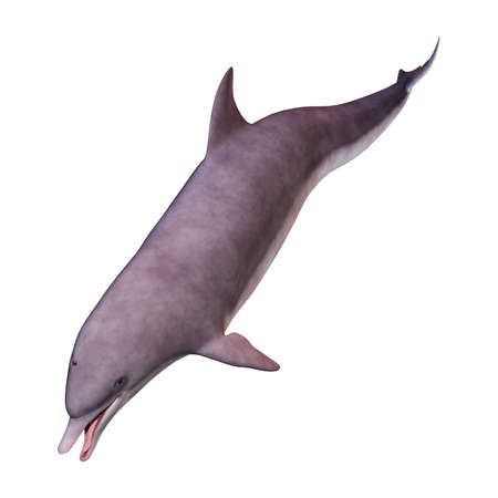 3D rendering of a dolphin isolated on white backgroundの写真素材