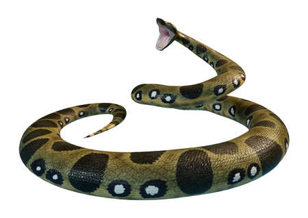 3D rendering of a green anaconda or Eunectes murinus or common anaconda or water boa isolated on...