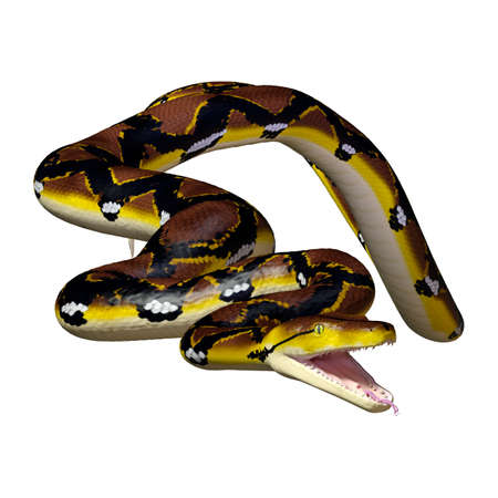 3D rendering of a Reticulated python or Python reticulatus, a species of python found in Southeast...