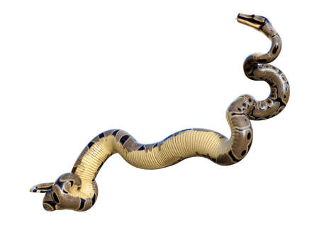 3D rendering of a Ball python or Python regius isolated on white backgroundの写真素材
