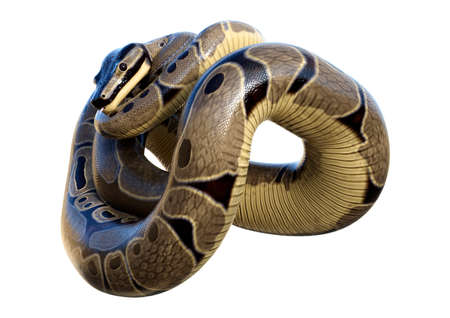 3D rendering of a Ball python or Python regius isolated on white backgroundの写真素材
