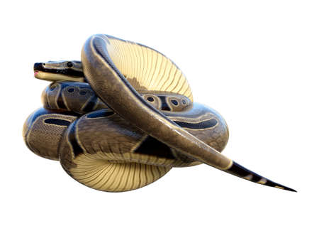 3D rendering of a Ball python or Python regius isolated on white backgroundの写真素材