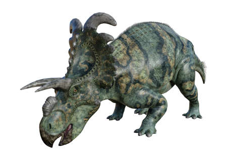 3D rendering of a dinosaur Albertaceratops isolated on white backgroundの写真素材