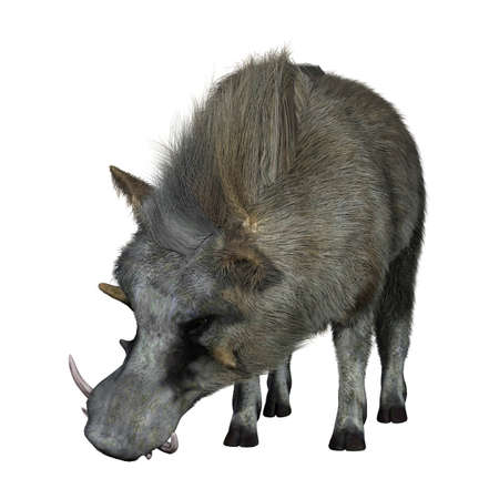 3D rendering of a common warthog or Phacochoerus africanus isolated on white backgroundの写真素材