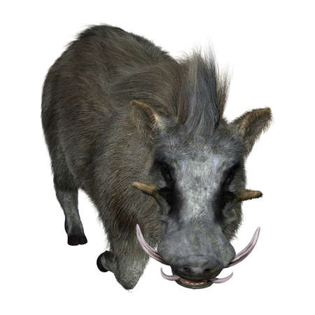 3D rendering of a common warthog or Phacochoerus africanus isolated on white backgroundの写真素材