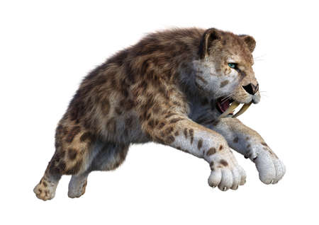 3D rendering of a sabertooth tiger isolated on white backgroundの写真素材