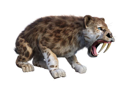 3D rendering of a sabertooth tiger isolated on white background