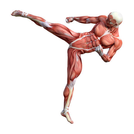 3D rendering of a male anatomy figure with muscles map exercising isolated on white backgroundの写真素材