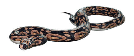 3D rendering of a ball python snake isolated on white background