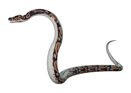 3D rendering of a ball python snake isolated on white background
