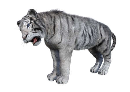 3D rendering of a white tiger isolated on white backgroundの写真素材