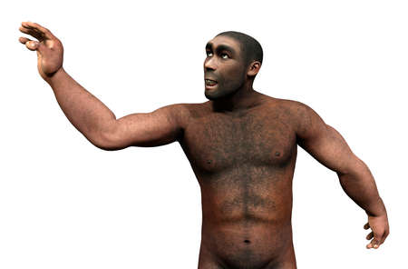 3D rendering of a male Homo Erectus isolated on white backgroundの写真素材