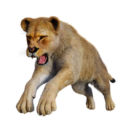 3D rendering of a female lion isolated on white backgroundの写真素材