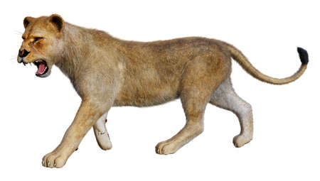 3D rendering of a female lion isolated on white backgroundの写真素材