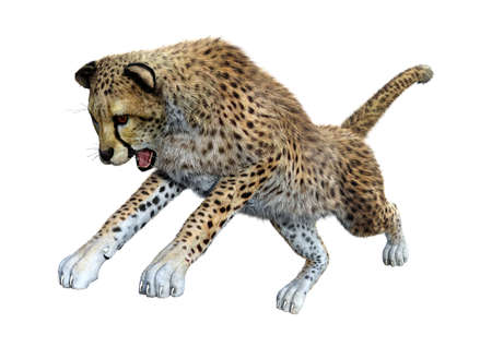 3D rendering of a big cat cheetah isolated on white background