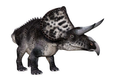 3D rendering of a dinosaur Zuniceratops isolated on white backgroundの写真素材