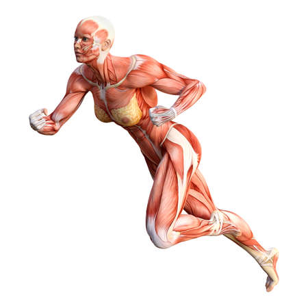 3D rendering of a female figure with muscle maps isolated on white backgroundの写真素材