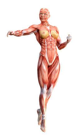 3D rendering of a female figure with muscle maps isolated on white background
