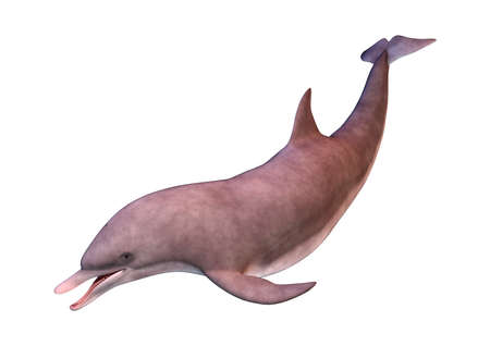 3D rendering of a dolphin isolated on white backgroundの写真素材