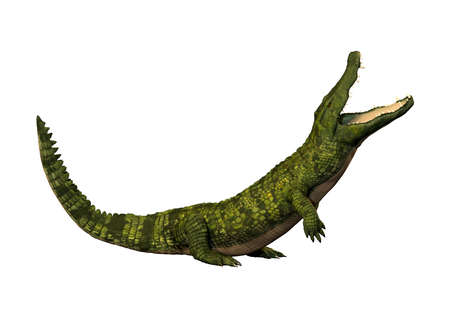 3D rendering of a green crocodile isolated on white backgroundの写真素材
