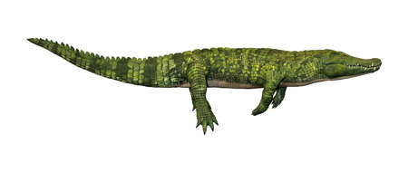 3D rendering of a green crocodile isolated on white backgroundの写真素材