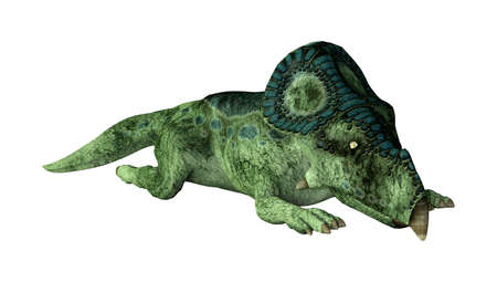 3D rendering of a dinosaur Protoceratops isolated on white backgroundの写真素材