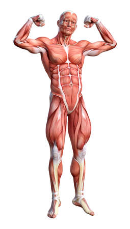  3D rendering of a male anatomy figure with muscles map isolated on white backgroundの写真素材