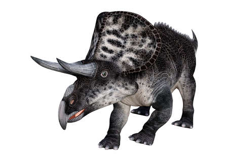 3D Rendering of a dinosaur Zuniceratops isolated on white backgroundの写真素材